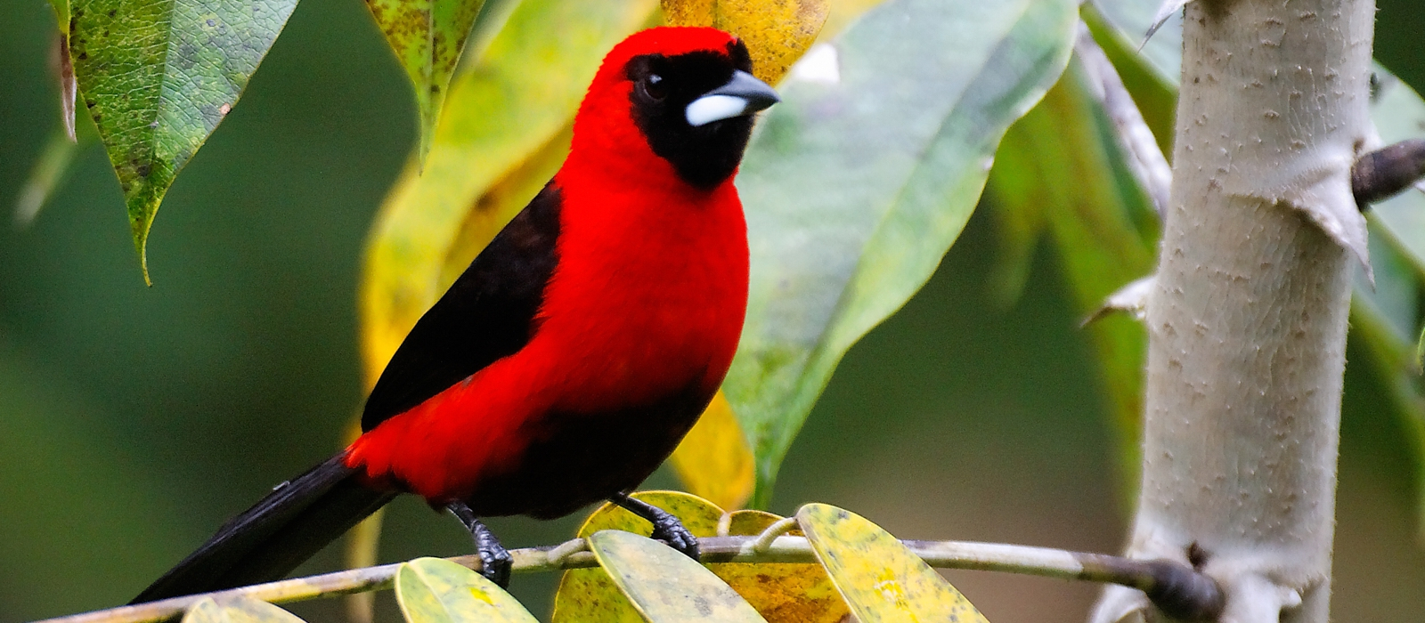 10 DAY AMAZON AND ANDES ADVENTURE
