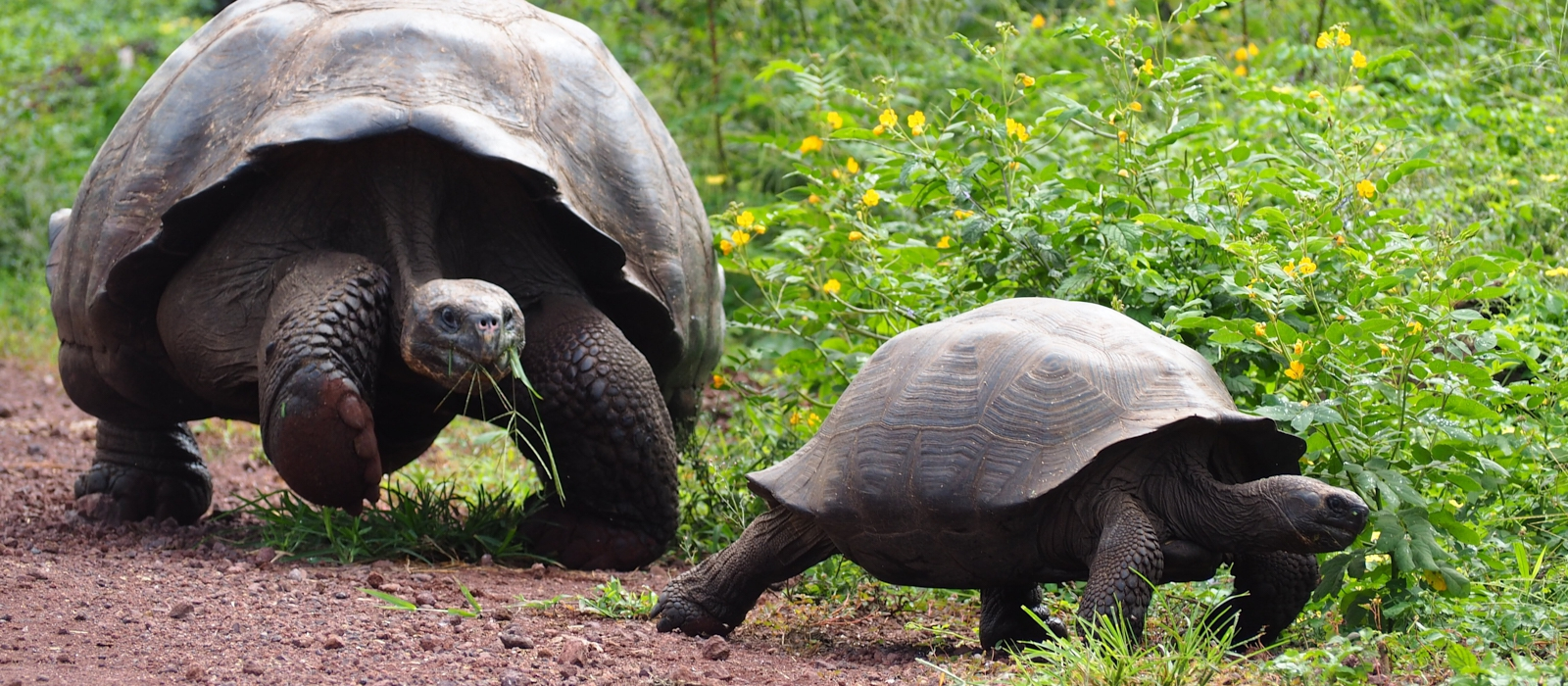 10 DAY LUXURY ECUADOR AND GALAPAGOS