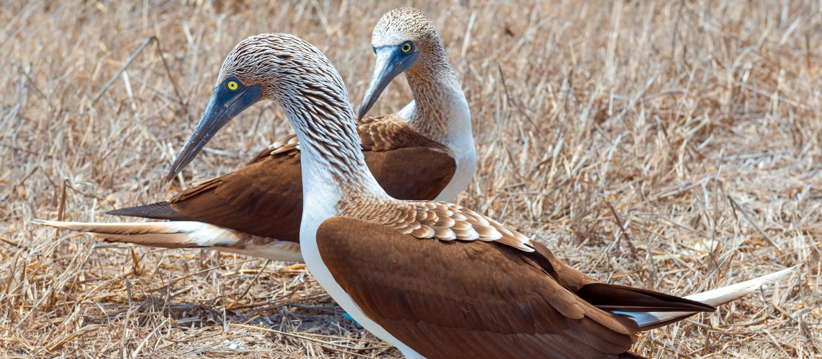 10 DAY LUXURY ECUADOR AND GALAPAGOS