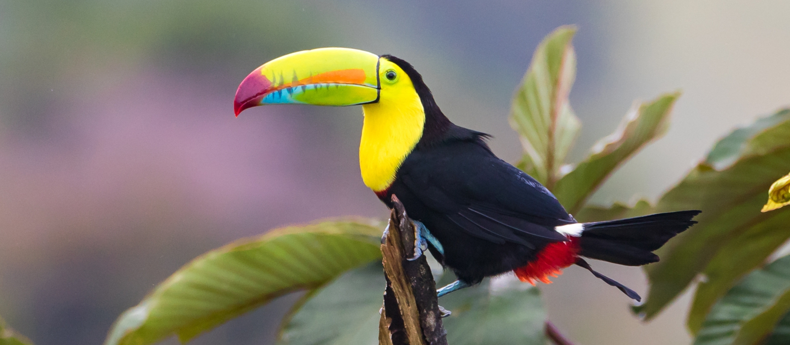 10 Day Luxury Honeymoon - Costa Rica