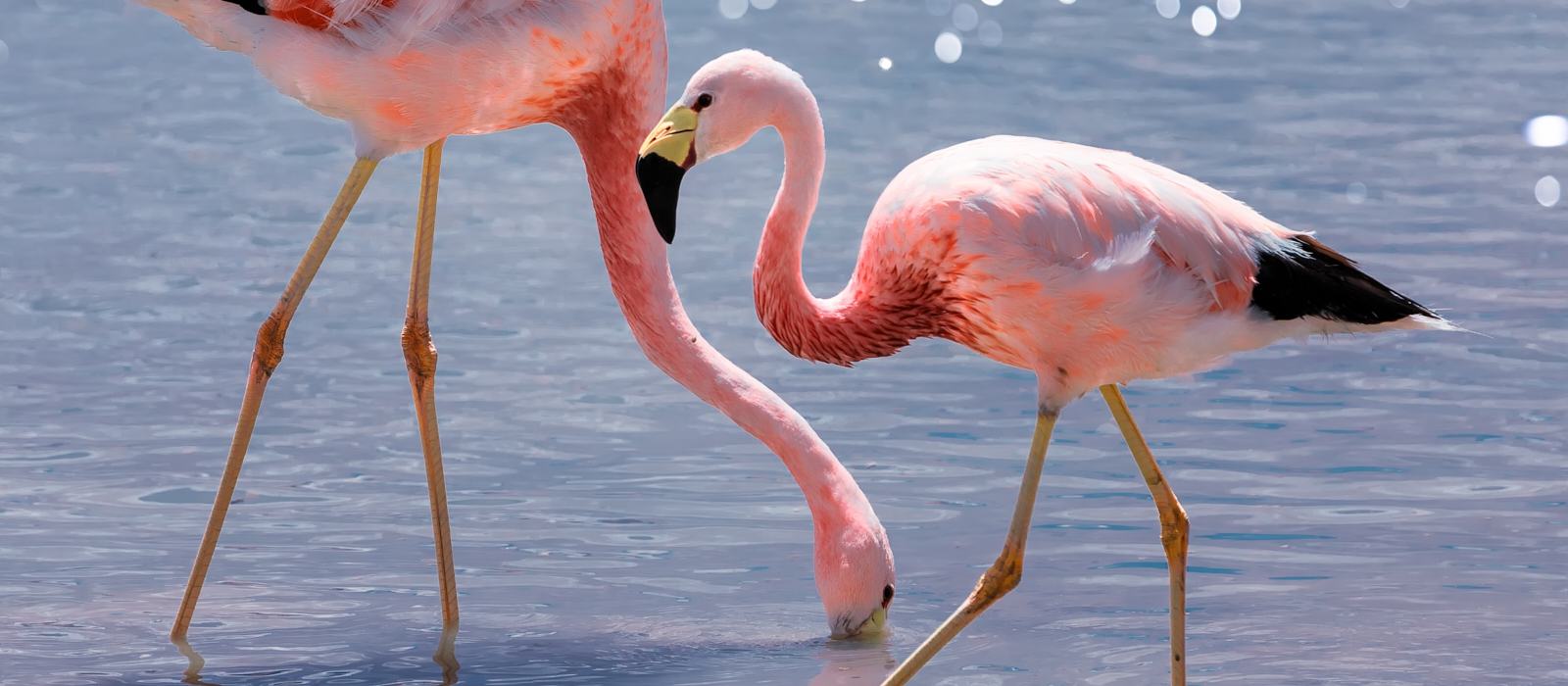 11 Day -  CHILE LUXURY HONEYMOON