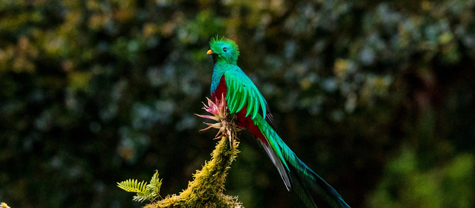 11 Day  Classic Costa Rica
