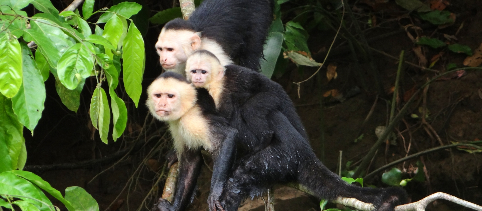 11 Day  Classic Costa Rica