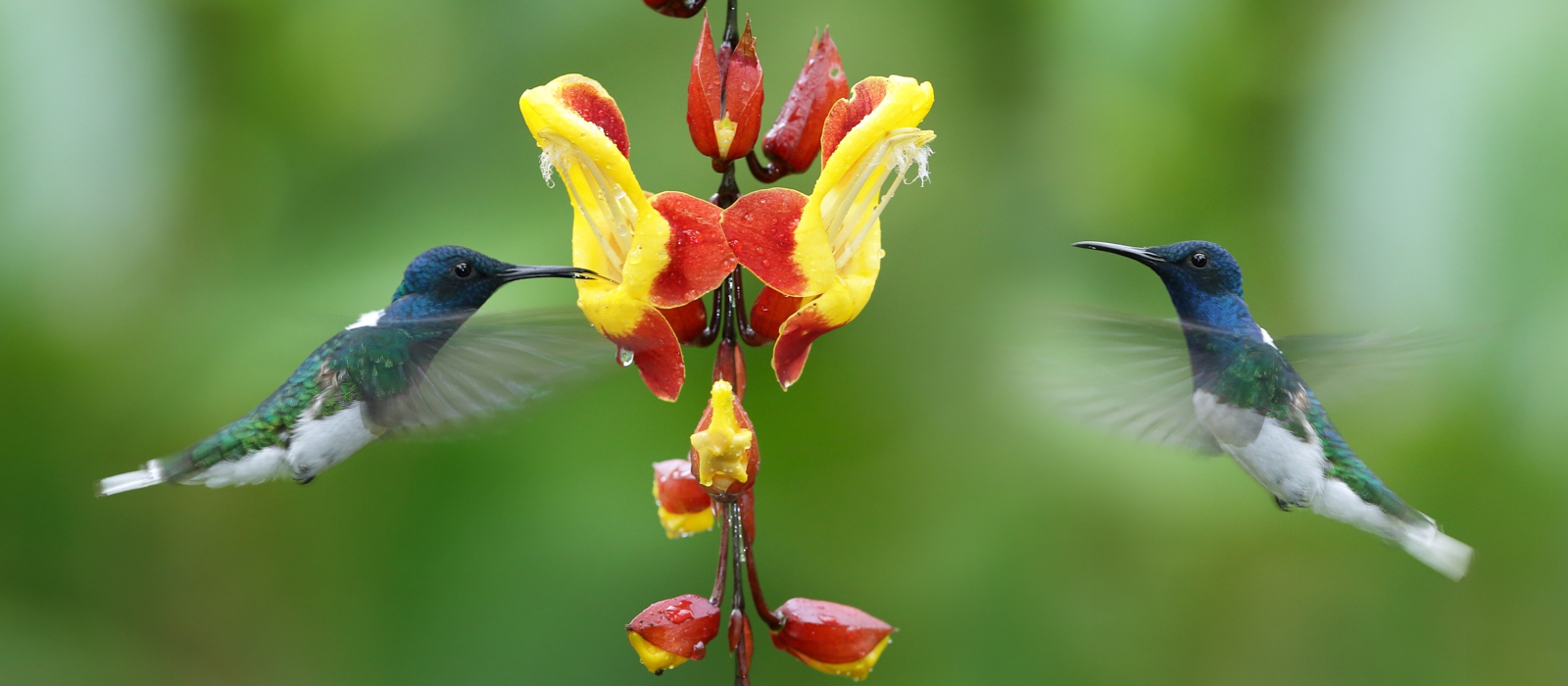 11 DAY ECUADOR ENCOMPASSED