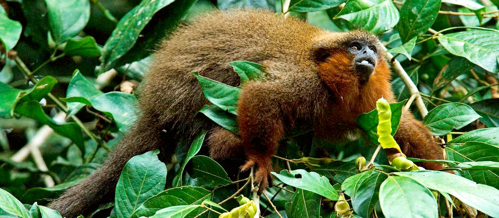 12 Day – Amazon Luxury and Machu Picchu