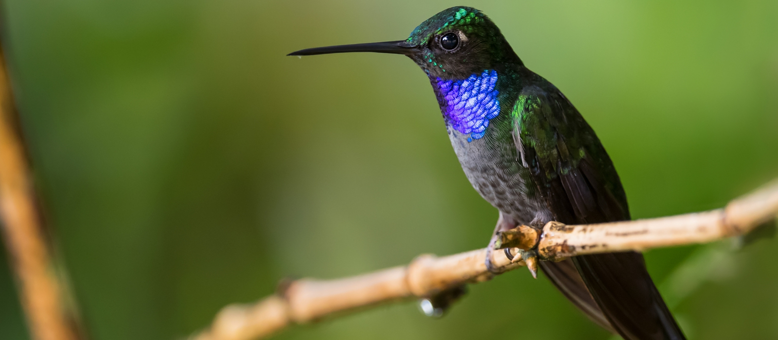 12 Day GALAPAGOS AND AMAZON