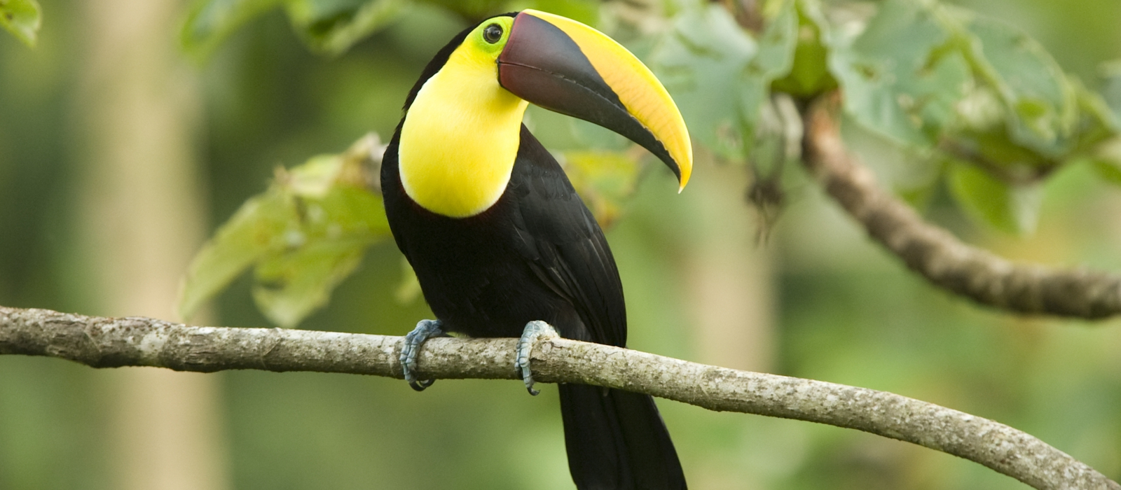 12 Day Top - End Costa Rica