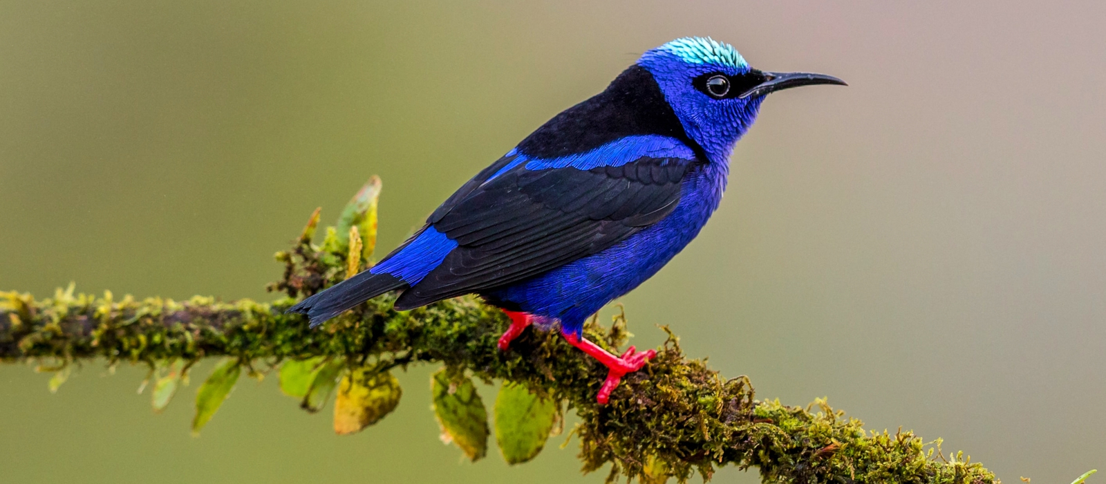 12 Day Top - End Costa Rica