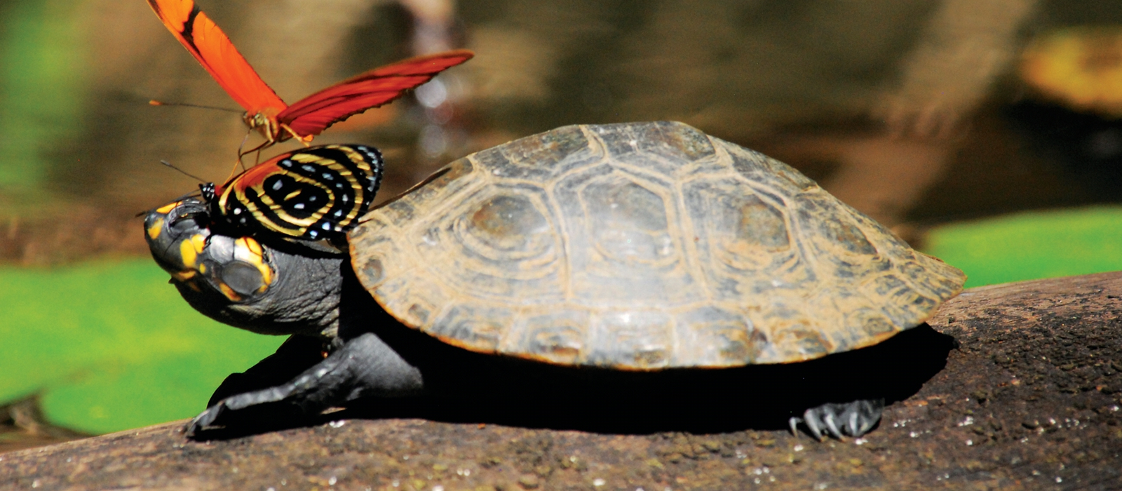 15 Day – The Best of Magical Peru & Amazon