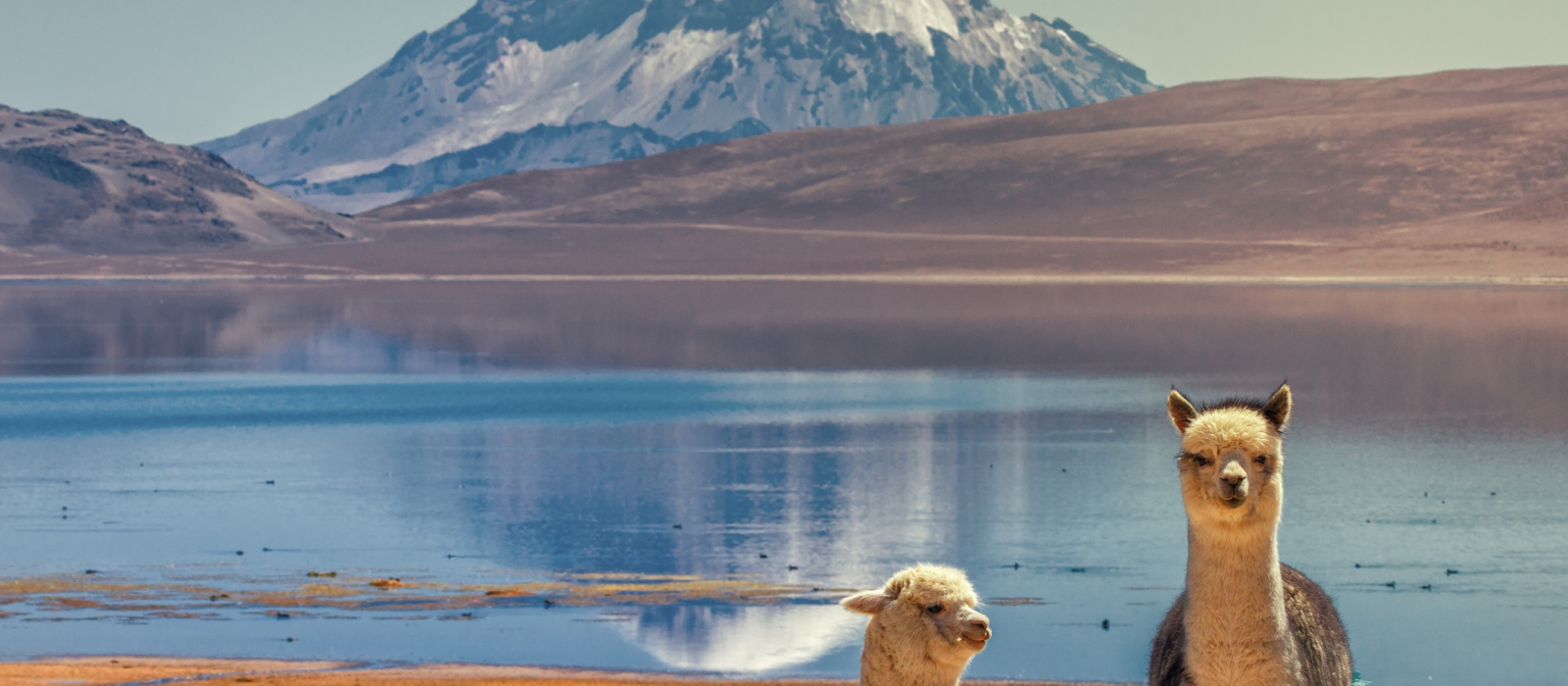 6 DAY CHILEAN ALTIPLANO AND ANDES