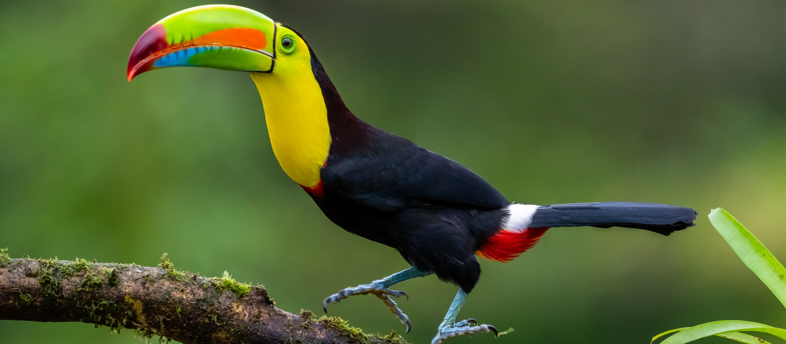 8 Day Belize And Hopkins Adventure
