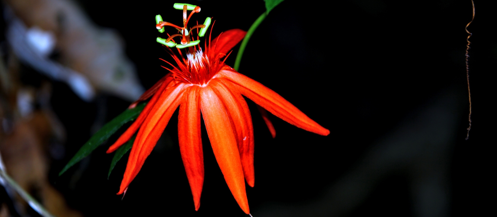 8 Day Costa Rican Paradise Adventure.