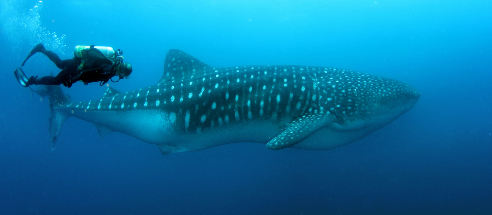 8 DAY LUXURY GALAPAGOS ESCAPE