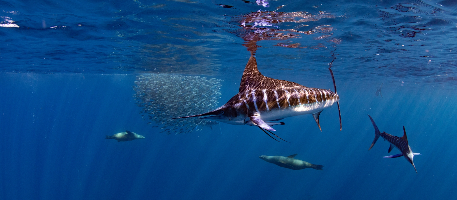 Adventure On The Sea Of Cortez