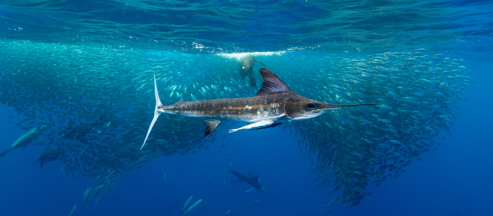 Adventure On The Sea Of Cortez