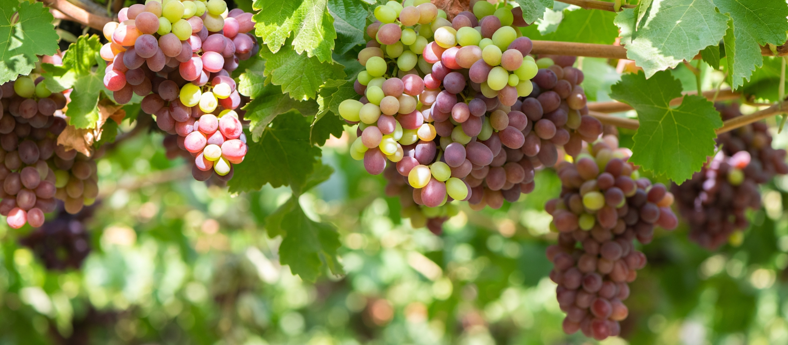 CHILE’S WINE VALLEYS