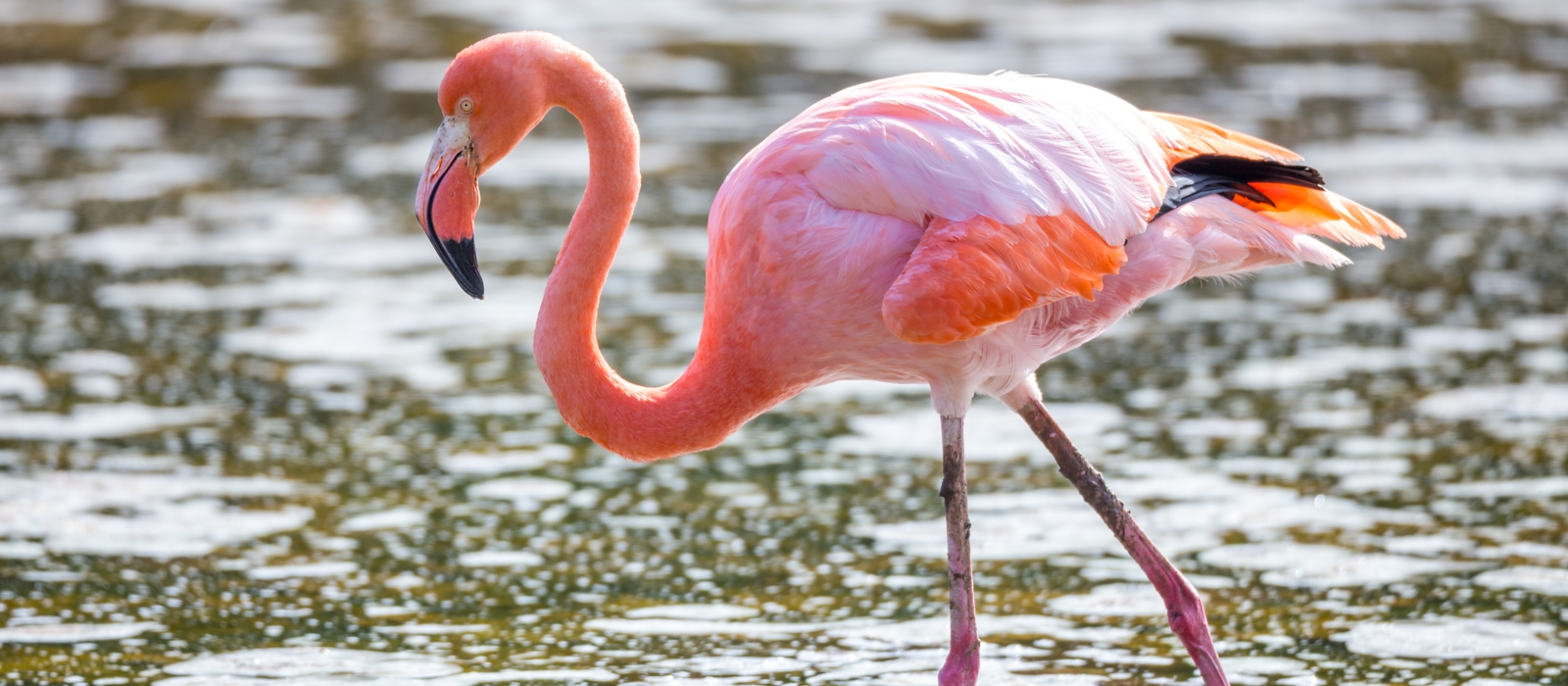 CLASSIC 15 DAY ECUADOR AND GALAPAGOS