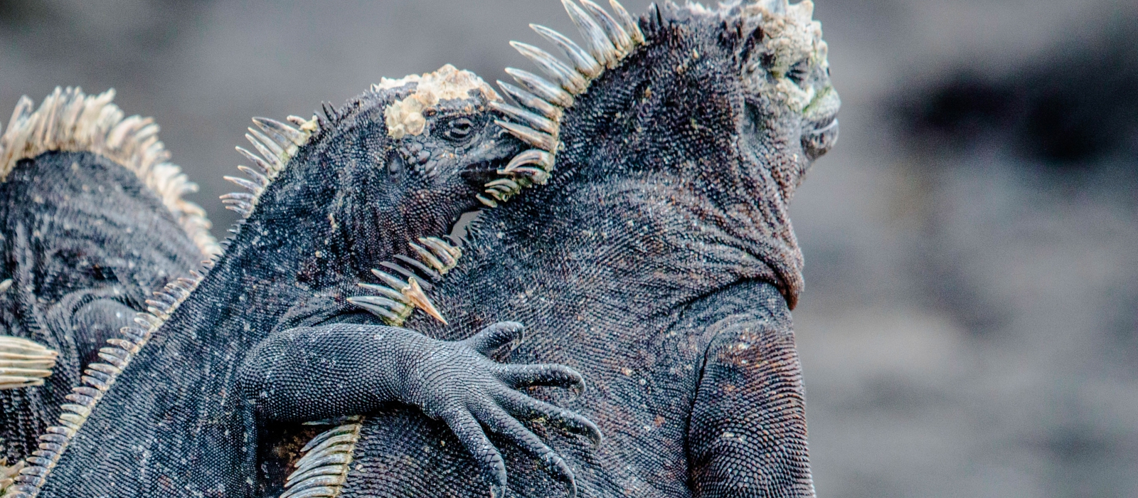 CLASSIC 15 DAY ECUADOR AND GALAPAGOS