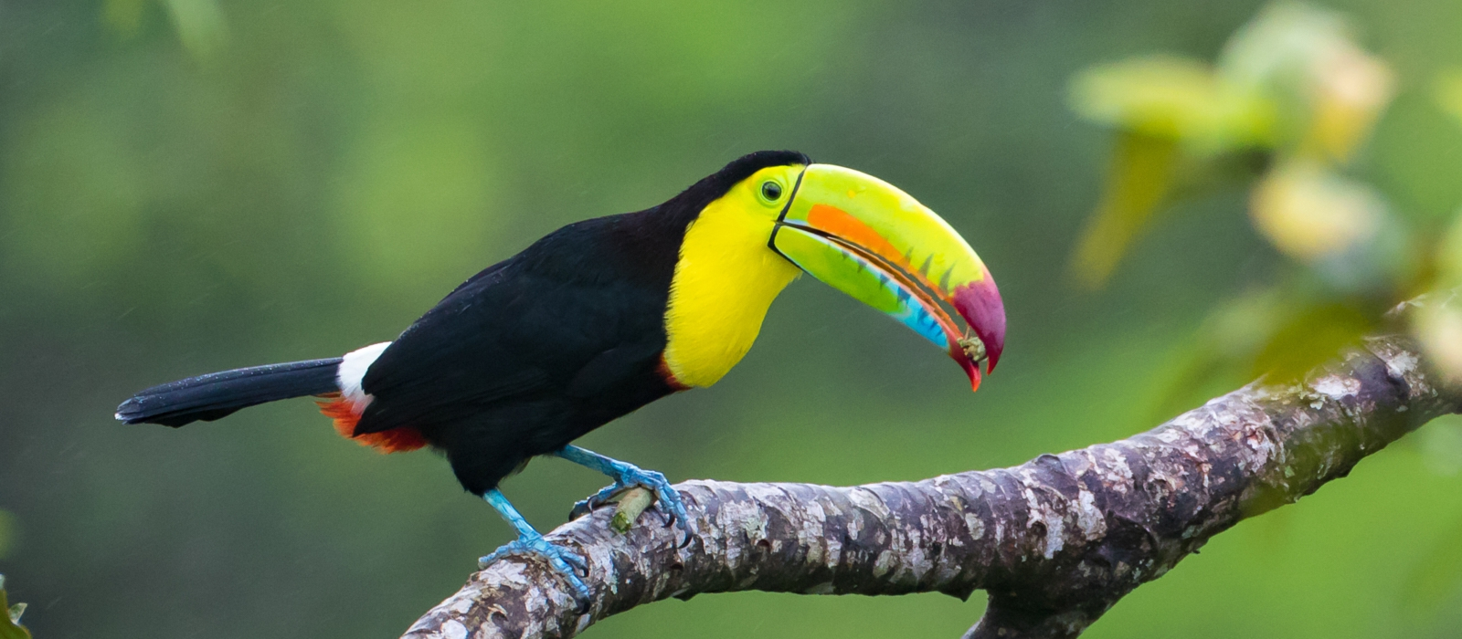 Classical Costa Rica