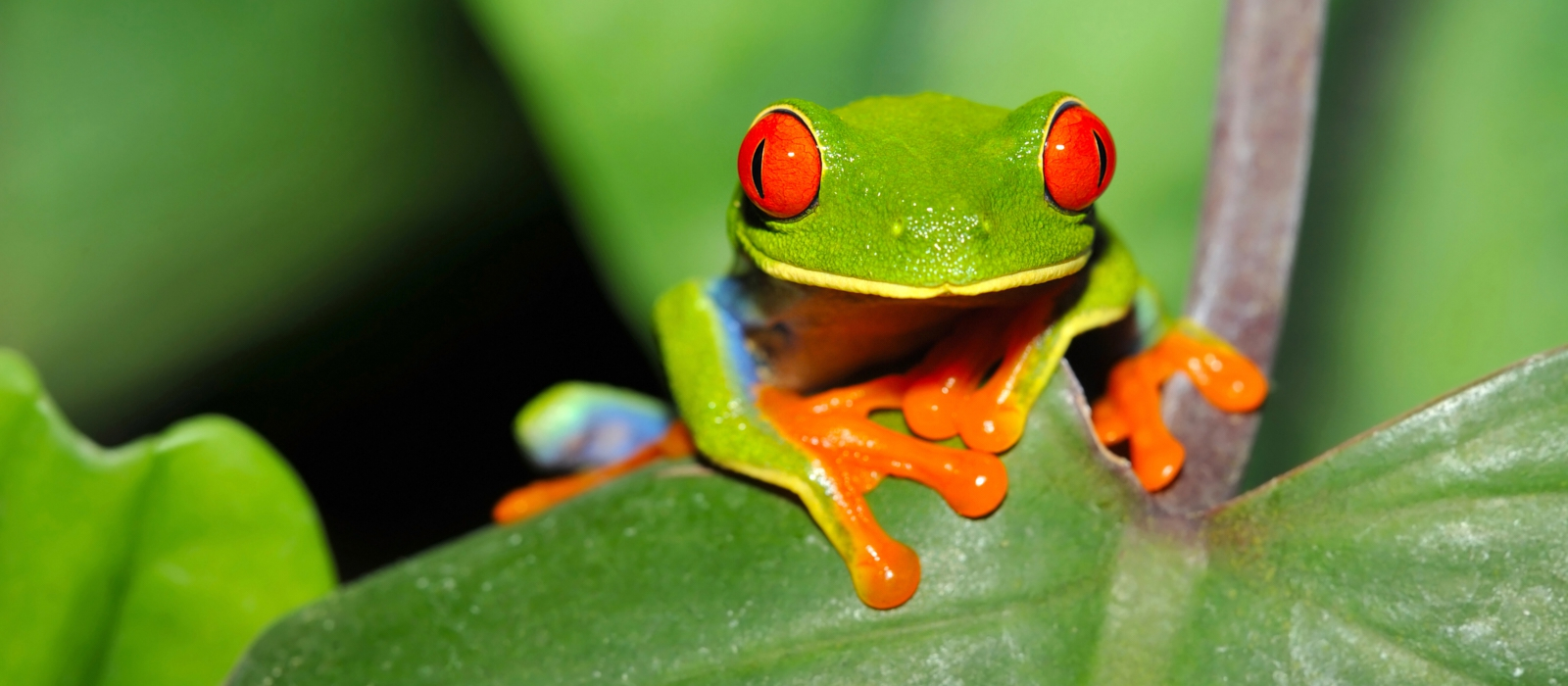 Classical Costa Rica