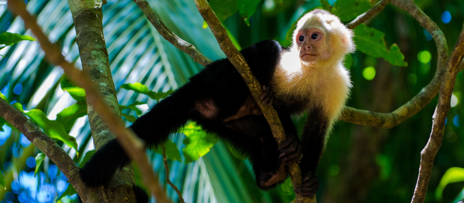 Exploring The Tropics