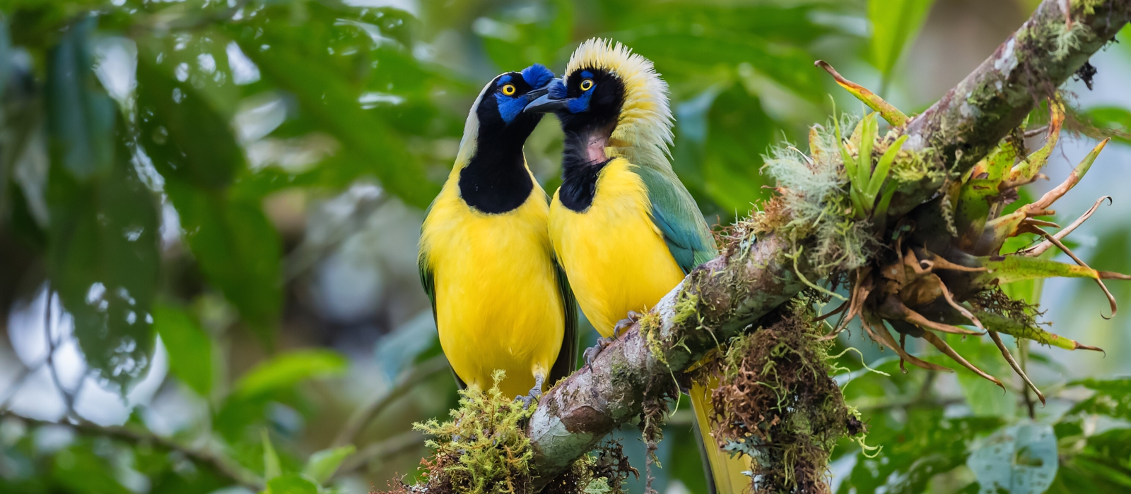 HIGH-END HIGHLIGHTS OF ECUADOR