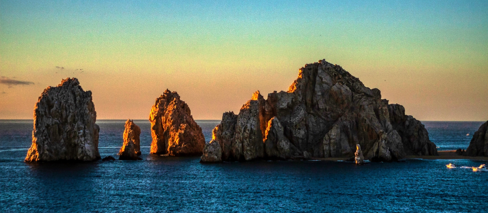 Los Cabos Whale Shark Adventure