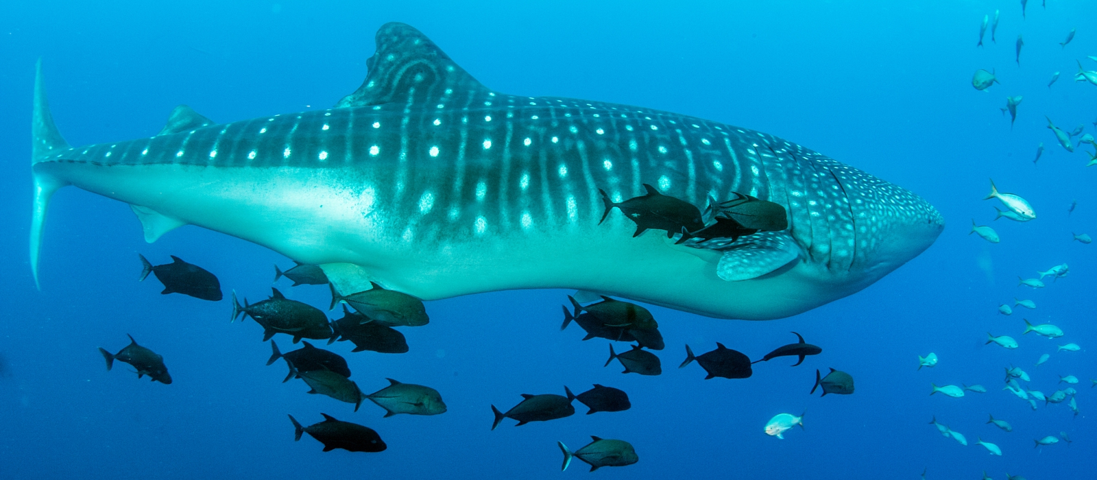 Los Cabos Whale Shark Adventure