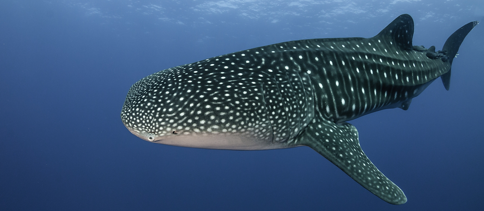 Los Cabos Whale Shark Adventure