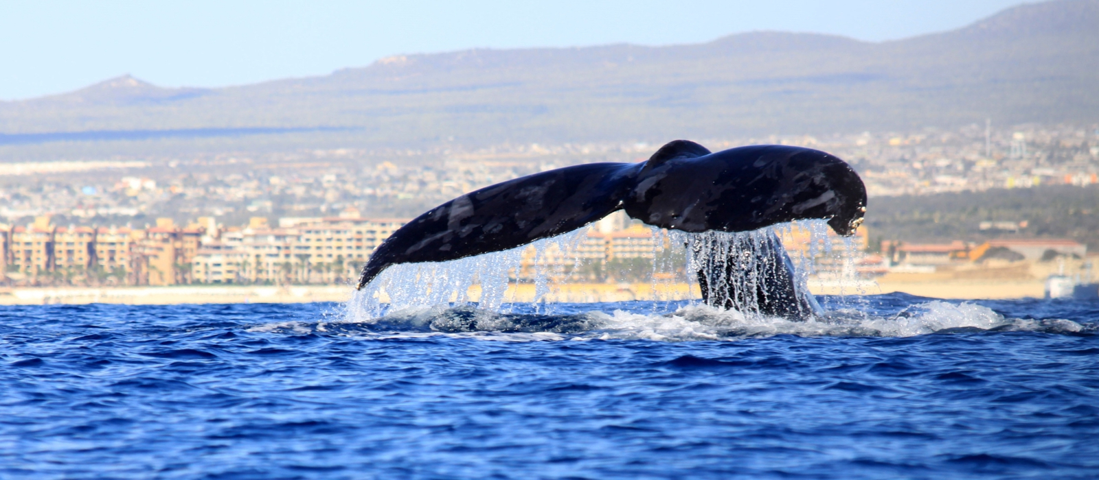 Los Cabos Whale Shark Adventure