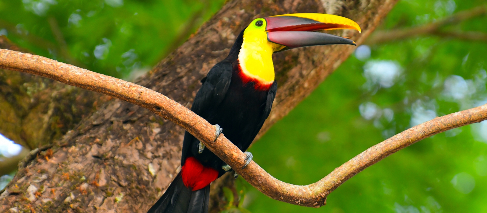 Luxurious Ecology- Costa Rica
