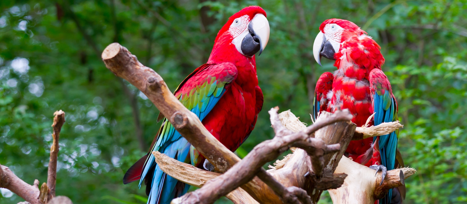 Luxurious Ecology- Costa Rica