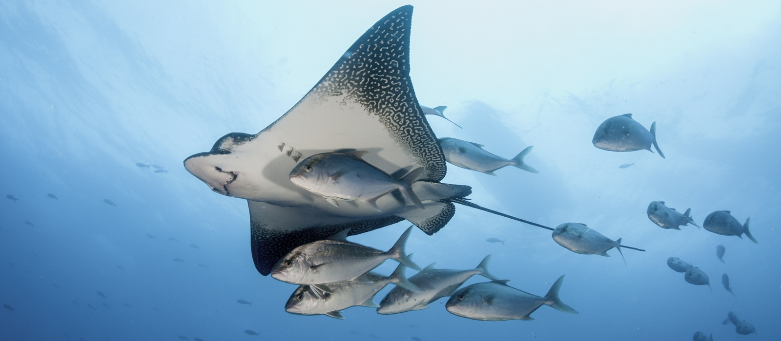 LUXURY 5 DAY GALAPAGOS