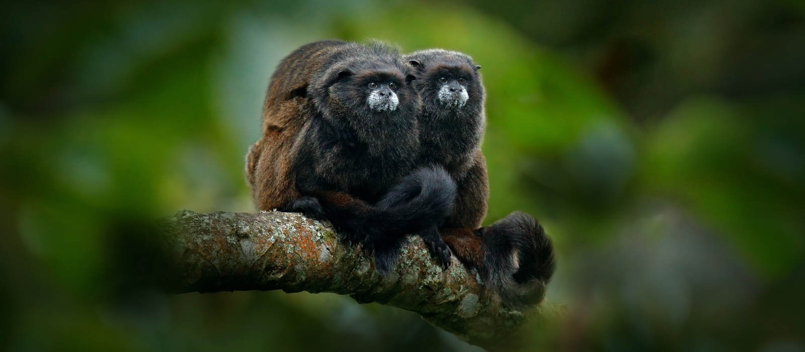 LUXURY ECUADORIAN HIGHLIGHTS