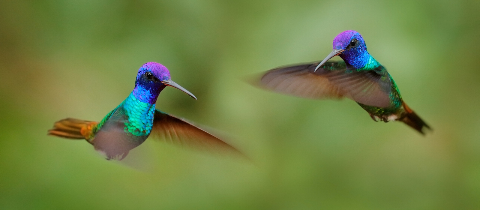 LUXURY ECUADORIAN HIGHLIGHTS