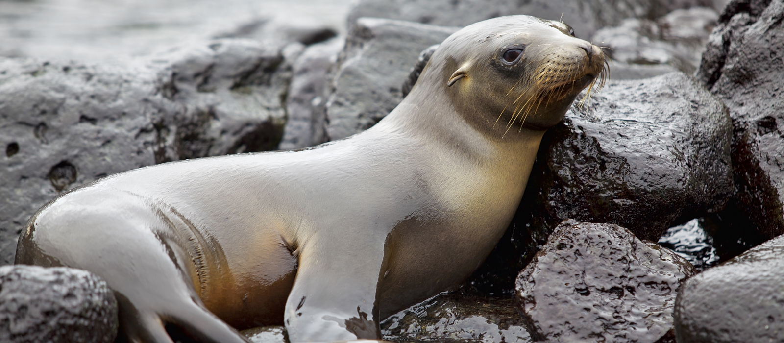 LUXURY GALAPAGOS AND AMAZON ADVENTURE