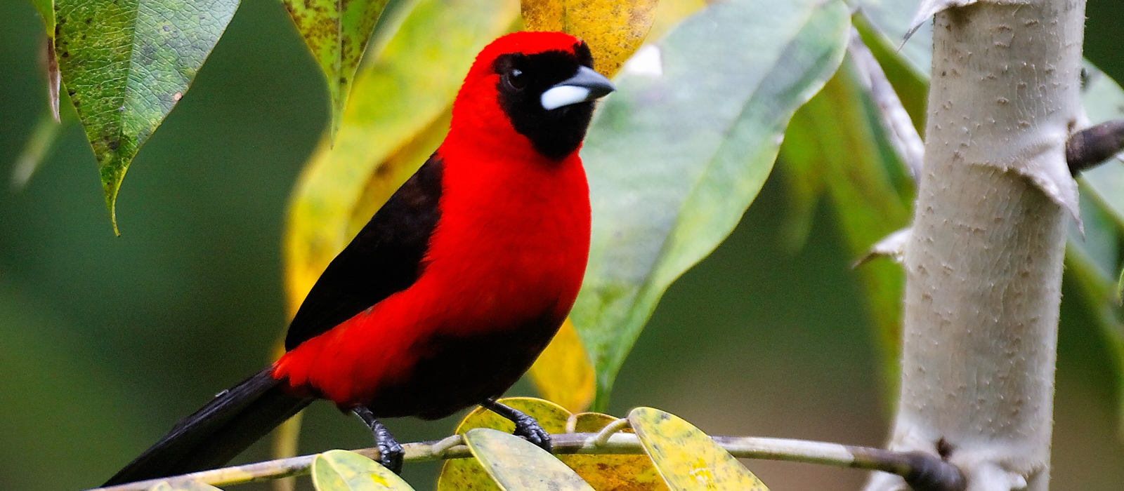 LUXURY GALAPAGOS AND AMAZON ADVENTURE