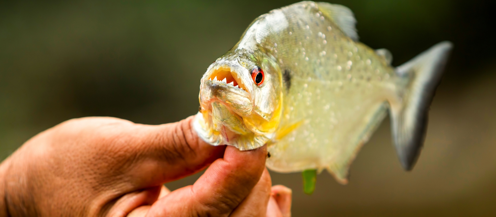 LUXURY GALAPAGOS AND AMAZON ADVENTURE
