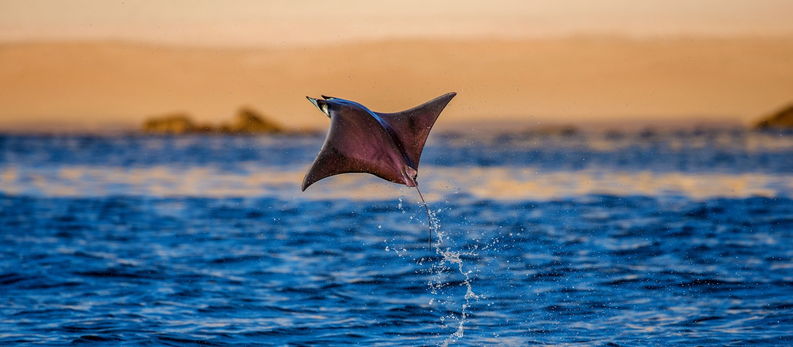 Luxury Sea Of Cortez