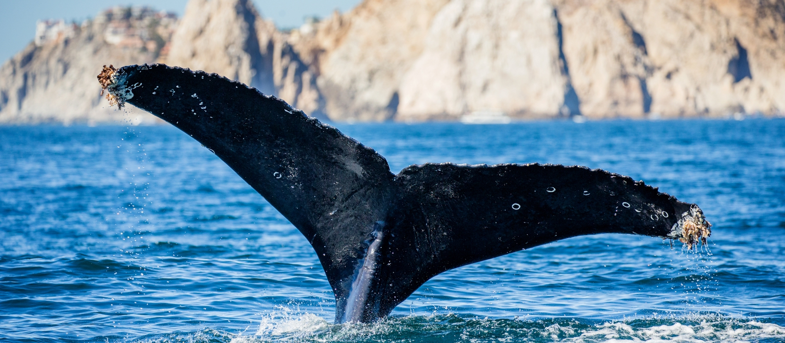 Luxury Sea Of Cortez