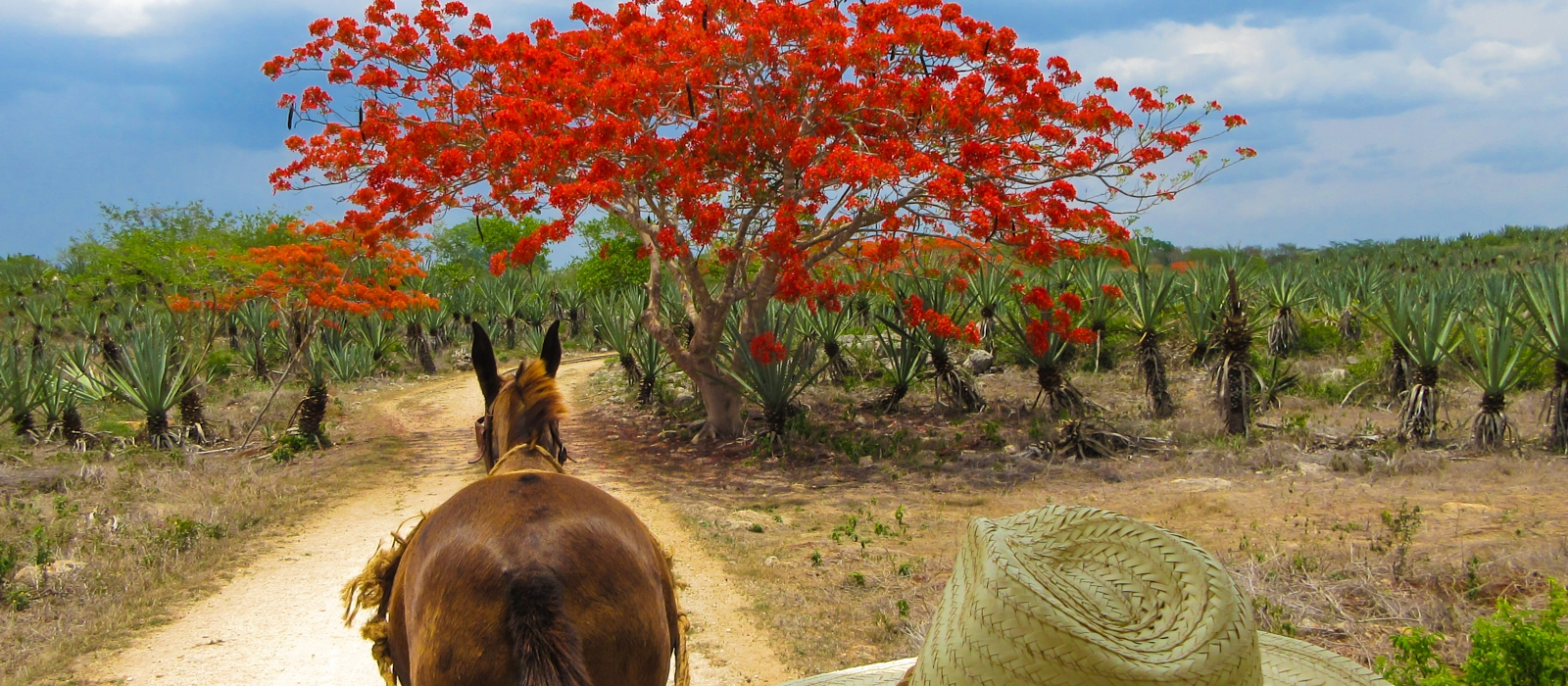 Off The Beaten Track Yucatan