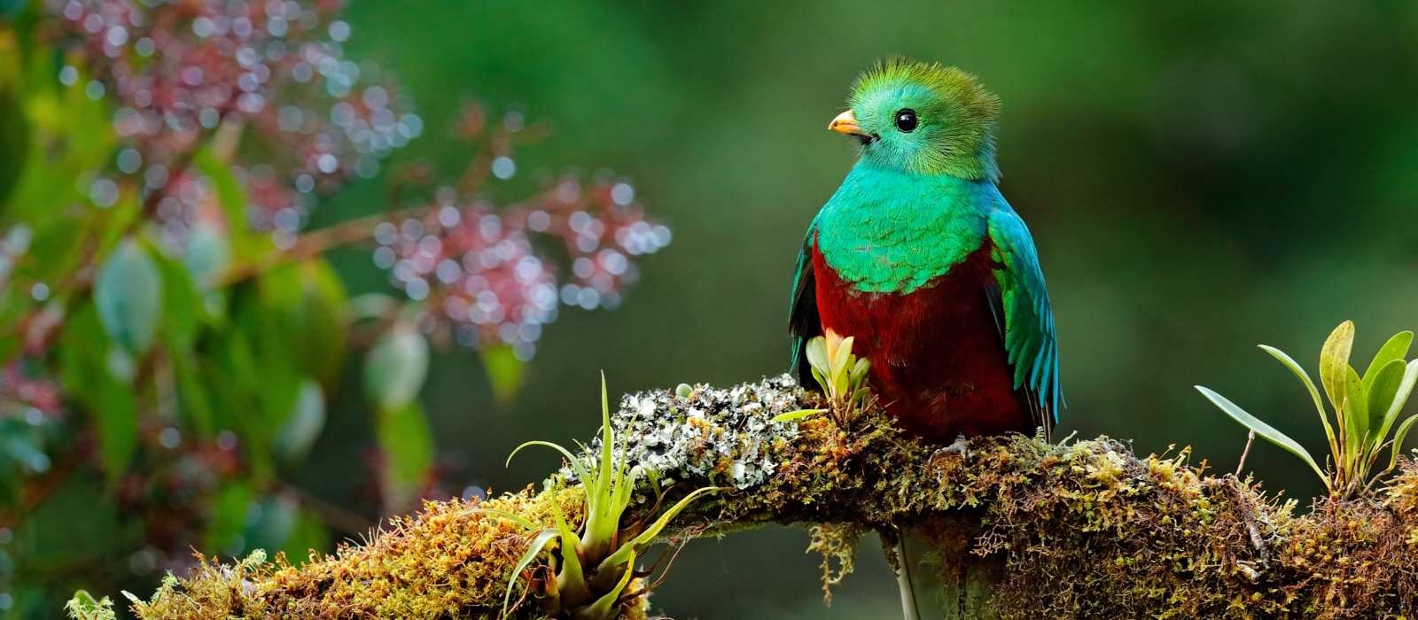 The Best Of Guatemala