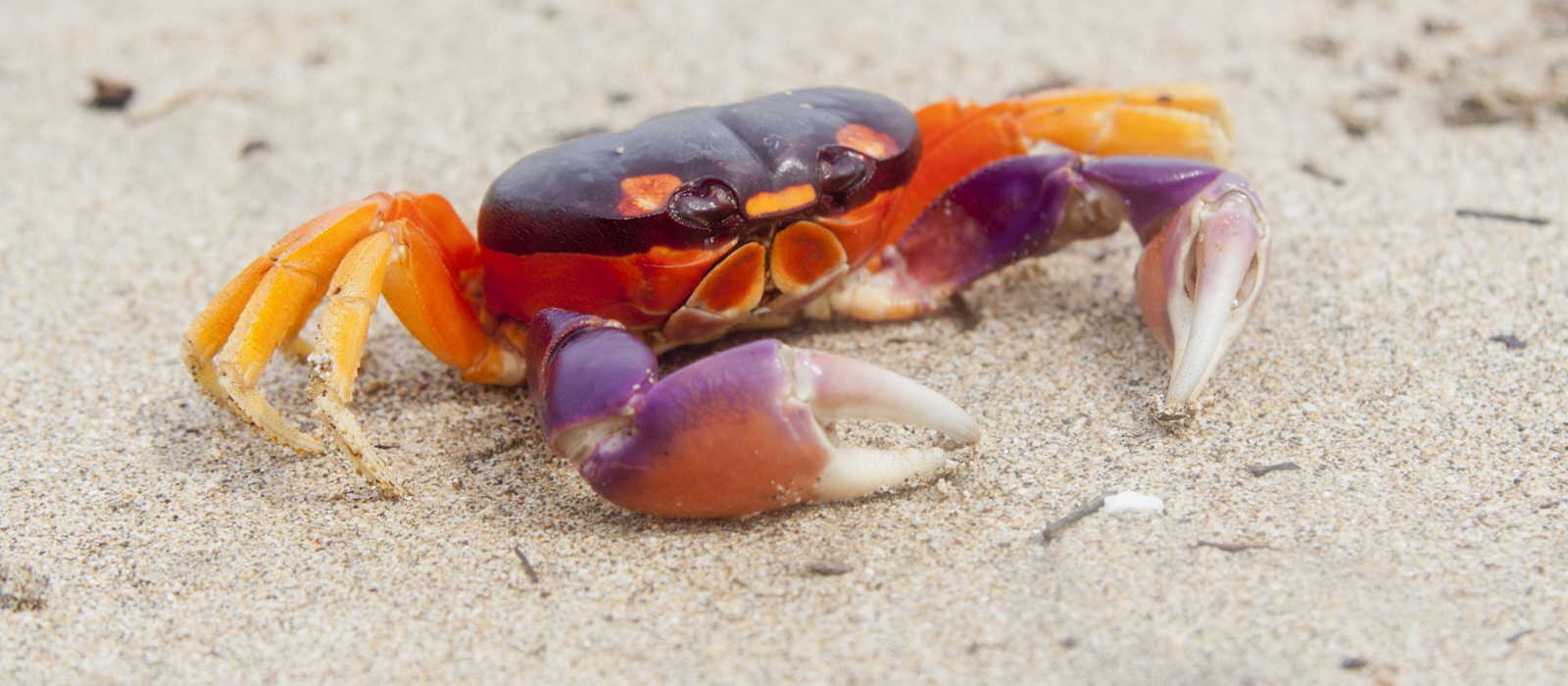 The best of the Pacific beaches