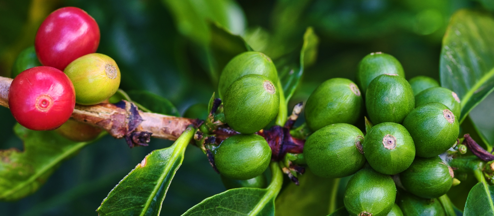 TREASURES OF PANAMA
