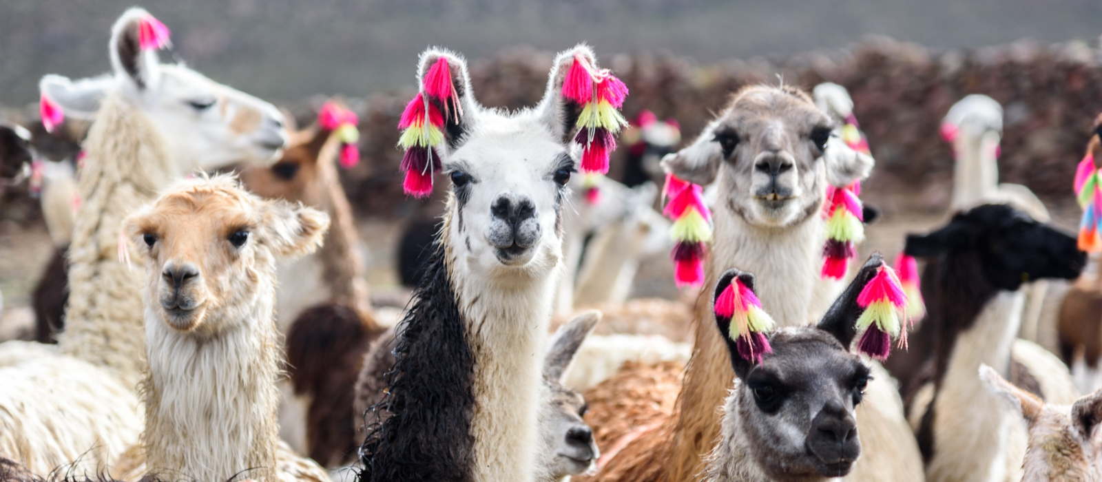 TREKKING BOLIVIA