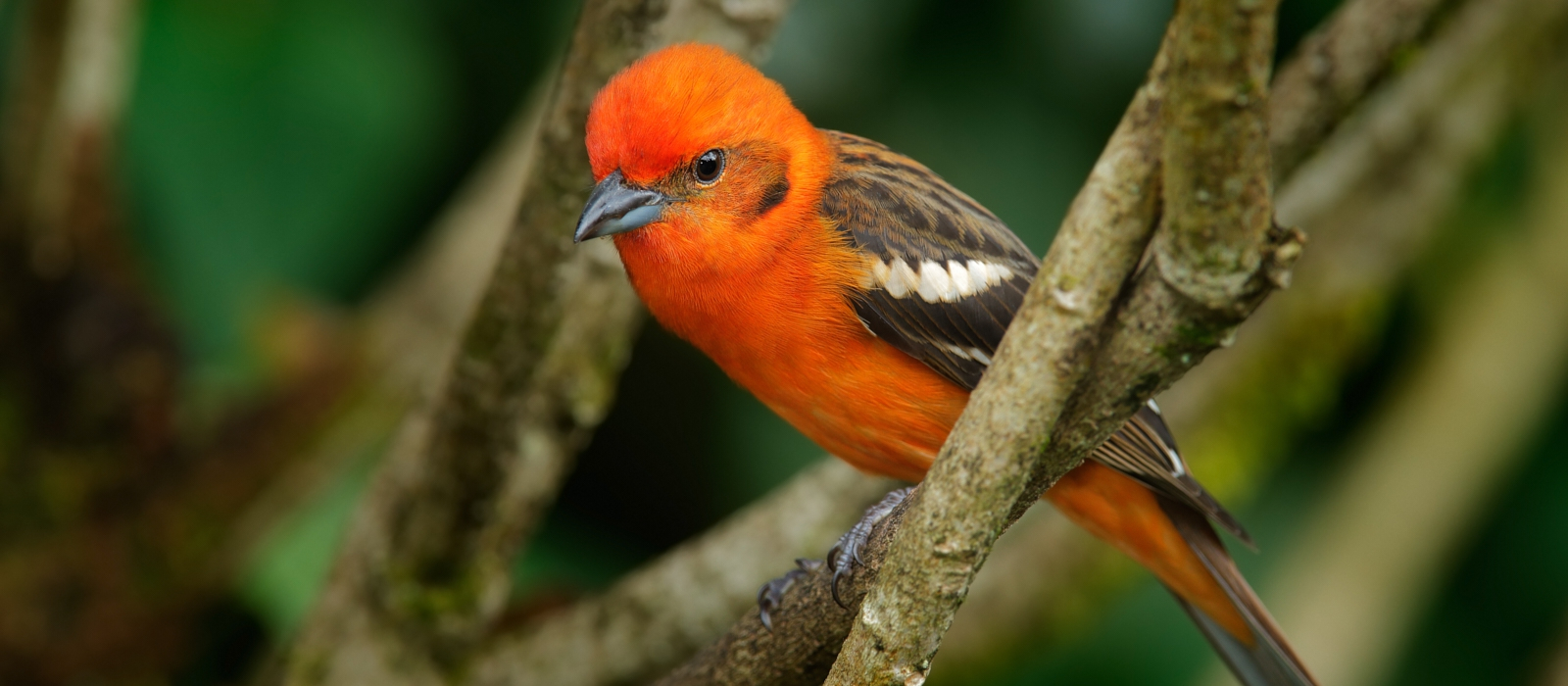 Tropical Birdsong Magic