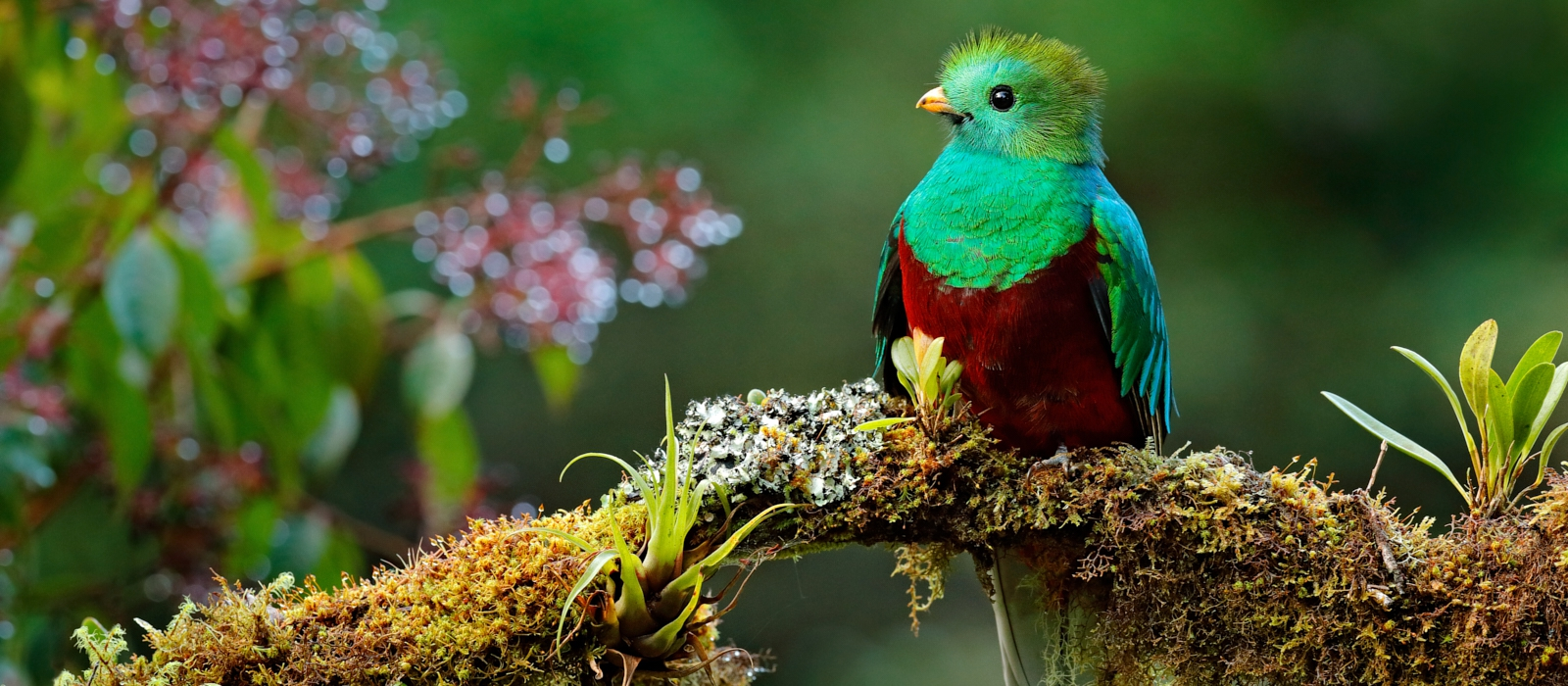Tropical Birdsong Magic