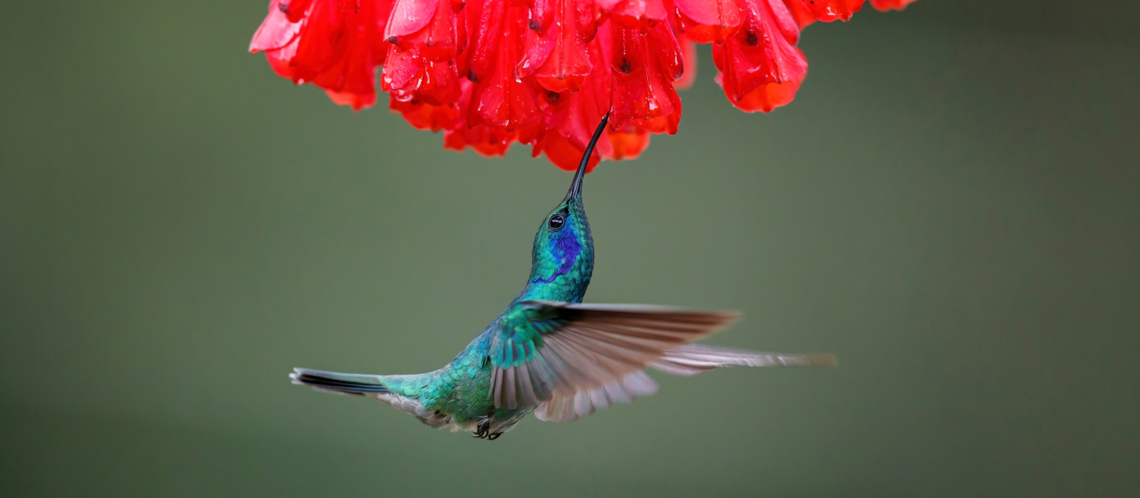 Tropical Birdsong Magic
