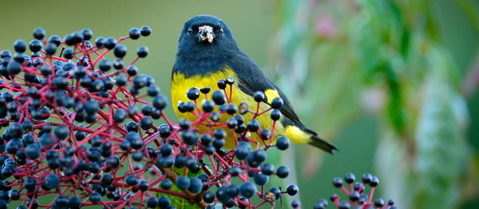 Tropical Birdsong Magic