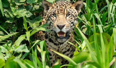 Brazil - Luxury Full-On Nature